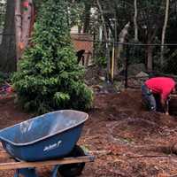Tree Planters Joke Of Finding Gold In Ridgewood Yard -- Find Skull Instead