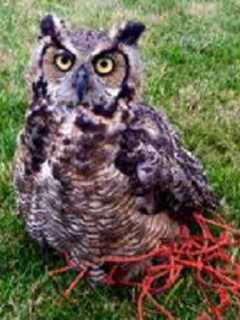 It's A Real Hoot: Police, Wildlife Expert Free Owl From Beacon Soccer Net