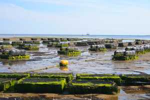 Can Oysters Solve This Long Island Town's Water Problems?