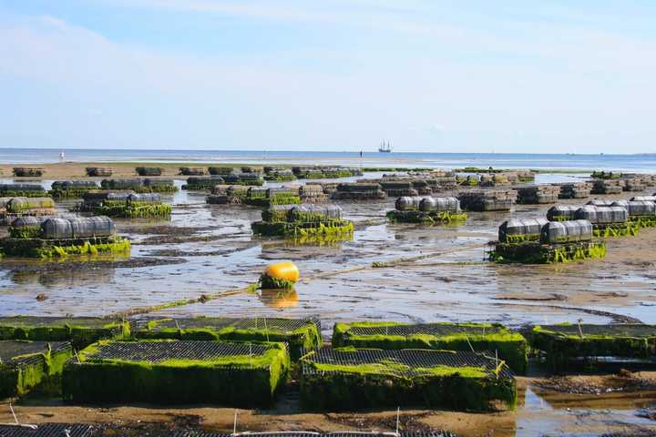 The Town of Oyster Bay is looking to oysters to solve its water problems.