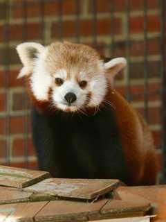 Red Panda Temporarily Making Its Home At Connecticut's Beardsley Zoo