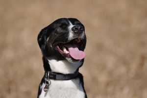 Free Rabies Clinics Arrive In Wayne In May
