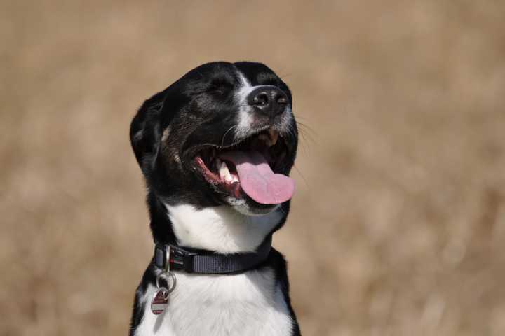Free Rabies Clinics Arrive In Wayne In May