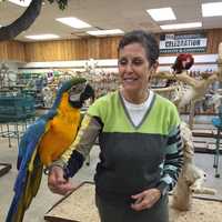 <p>Laurie Fierst, owner of Stamford&#x27;s Parrots and Company, holding a 7-month-old blue and gold Macaw.</p>