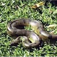 9-Foot Anaconda Snake Found After Escaping From Breeder In Hampton Bays