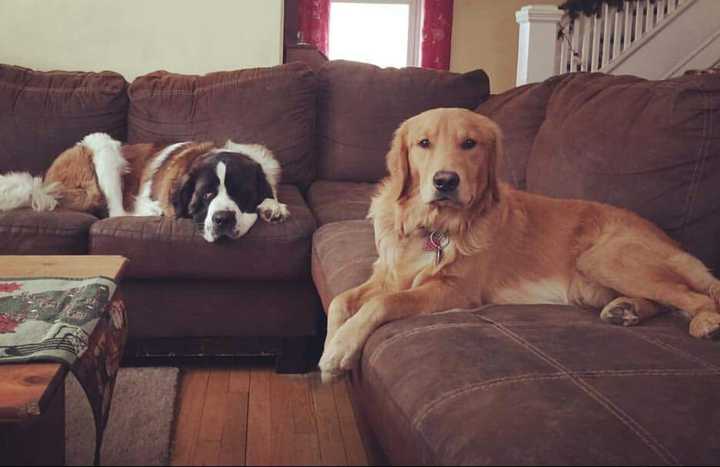 All of the dogs from Vincent LoSacco&#x27;s Just Pups store in East Brunswick have been adopted and spayed or neutered, thanks to Tenafly&#x27;s Robyn Urman.