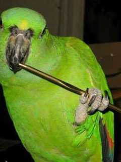Beloved Parrot Missing After Fatal Norwalk House Fire