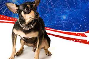 Norwalk Police Share Pet Safety Tips For July 4th Fireworks