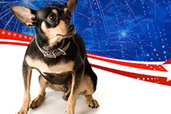 Norwalk Police Share Pet Safety Tips For July 4th Fireworks