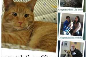Four Dutchess Pets Find Homes At SPCA Adoption