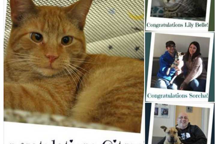 Four Dutchess Pets Find Homes At SPCA Adoption