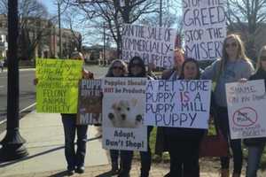 Sen. Murphy Calls For Suspension Of Yorktown Pet Shop Owner's License