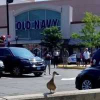 Firefighters Rescue Nine Ducklings In Stamford