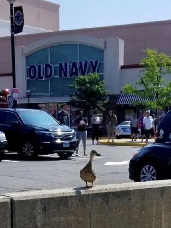 Firefighters Rescue Nine Ducklings In Stamford