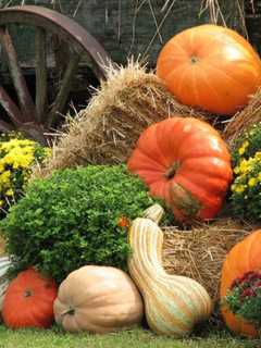 Harvest Fest Coming to Ringwood This Weekend