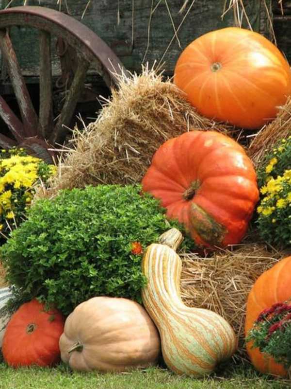 Harvest Fest Coming to Ringwood This Weekend