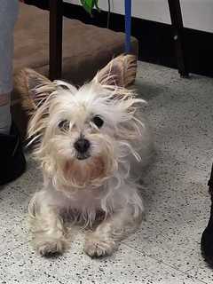Terrier Mix That Had Been Treated Cruelly In Westport Seeks Loving New Home