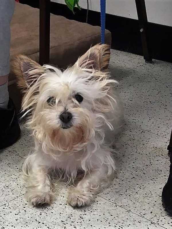 Terrier Mix That Had Been Treated Cruelly In Westport Seeks Loving New Home