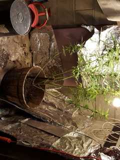 Somers Teen Found Growing Marijuana Plants Also Faces Burglary Charge