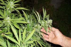 Lodi Preps For Possible Marijuana Legalization