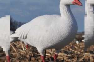 Hundreds Of Decoy Geese Stolen In Central PA: Police