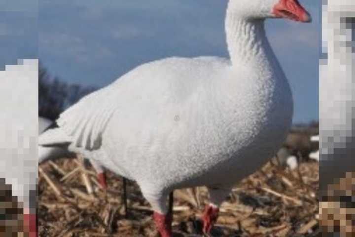 Hundreds Of Decoy Geese Stolen In Central PA: Police