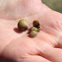 <p>These Asian clams were found by Brookfield police divers in Candlewood Lake this past weekend.</p>