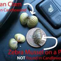 <p>Asian clams were found in Candlewood Lake this past weekend. They are similar in size to zebra mussels but have a different shape/coloring, and pattern.</p>