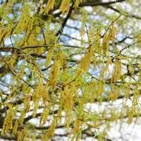 Early Pollen Spike Means Rough Allergy Season Ahead