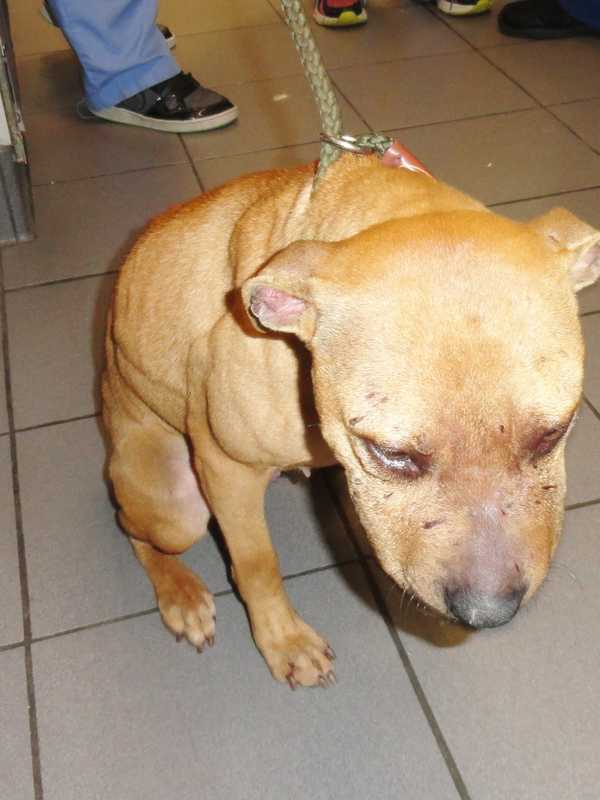 Yonkers Dog Owner Faces Animal Cruelty Charges