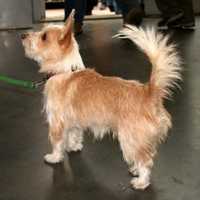 <p>A Portuguese pedengo pequeno like this one will be competing with its Yonkers owner at this year&#x27;s Westminster Kennel Club All Breed Dog Show in New York City.</p>