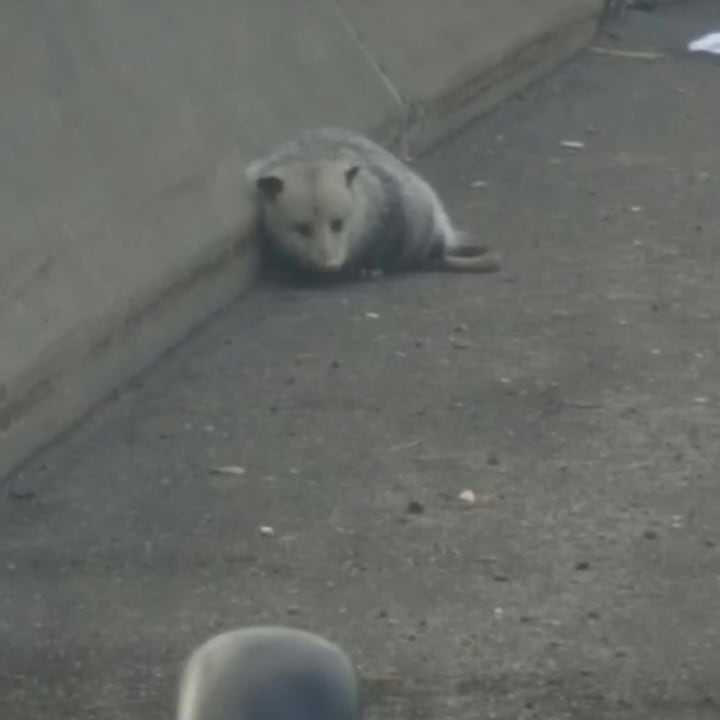 A possum was rescued from I-95 in Bridgeport. Connecticut State Police advise motorists to call 911 to report debris, reckless driviers and other unsafe road conditions.