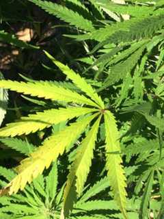 Kent Man Faces Drug Charges In Pot Grow House Operation, Police Say