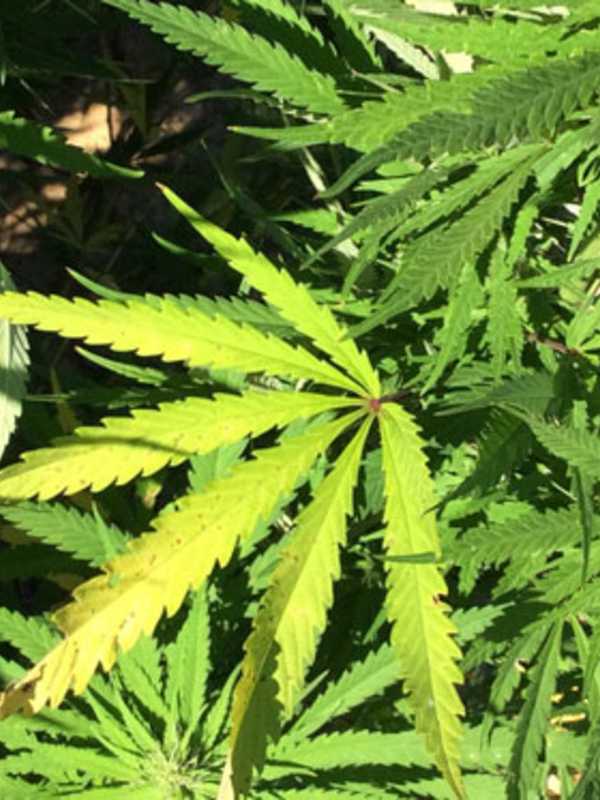 Kent Man Faces Drug Charges In Pot Grow House Operation, Police Say