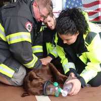Around The Towns: Oxygen Masks For Pets, Measles Protection For Campers