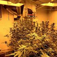 <p>A marijuana grow house</p>