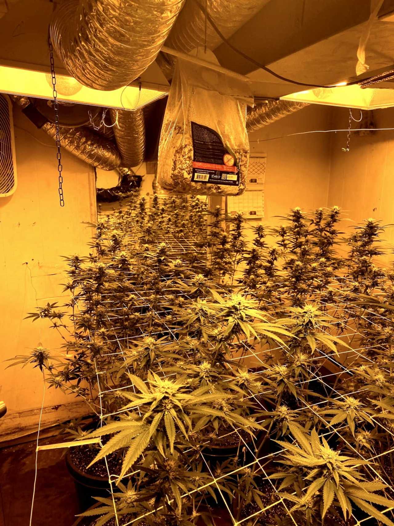 Hackensack Police Find Pot Grow House | Mahwah-Ramsey Daily Voice