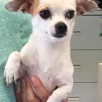 Princess Is SPCA Pet Of The Week