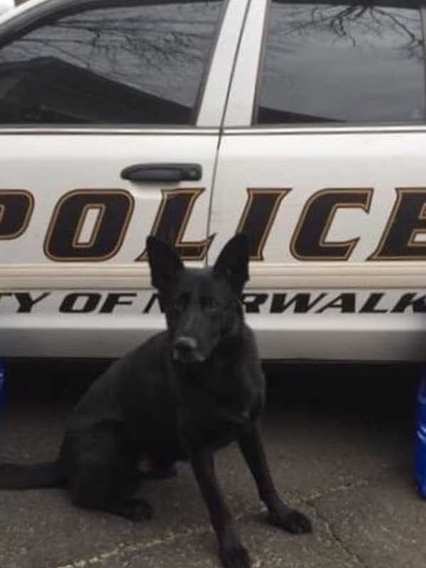 With Temps Rising, Don't Leave Pets In Parked Cars, Police Warn