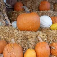 Closter Celebrates Harvest At Annual Mac Bain Farm Festival