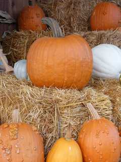 Closter Celebrates Harvest At Annual Mac Bain Farm Festival