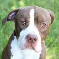 Puppy Mill Ban Measure Introduced By NY Lawmakers