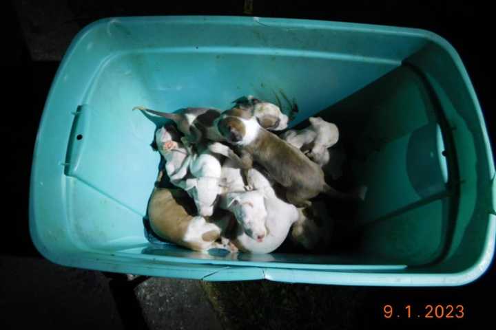 Two men were found to have 19 pit bull puppies in two crates in their car, without adequate food, water, or air, according to Suffolk County police.