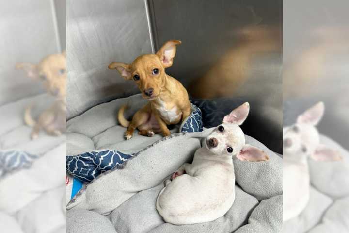 Freddy and Tonto, two 15-week-old chihuahuas, were found to have ingested cocaine and fentanyl, leading to the arrest of a Port Jefferson Station man, authorities said.