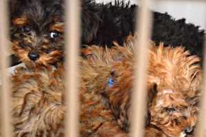 Humane Society: Paramus Pet Store Saga Proves NJ Puppy Mill Sales Must End