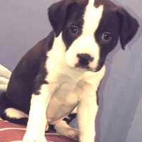 SEEN HER? Puppy Stolen In Saddle Brook Home Burglary