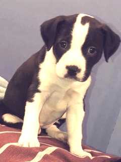 SEEN HER? Puppy Stolen In Saddle Brook Home Burglary