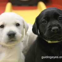 <p>One of these pups just might grow up to be a running guide dog.</p>