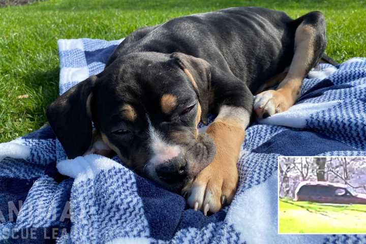 Puppy Placed In Garbage Bag, Thrown Down Hill In Berks County