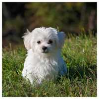 State Police Issue Alert For Pet Scam